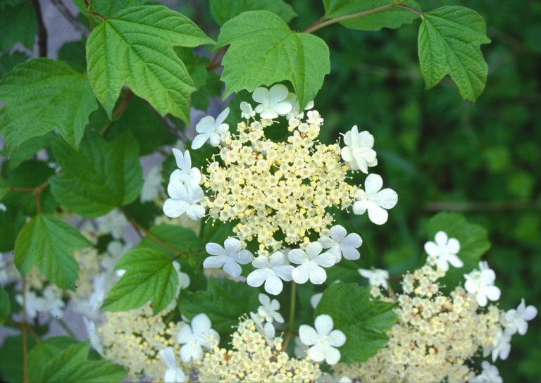 Guelder Rose (Viburnum opulus)