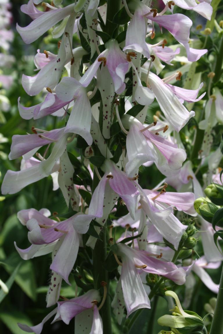 Digitalis Apple Blossom