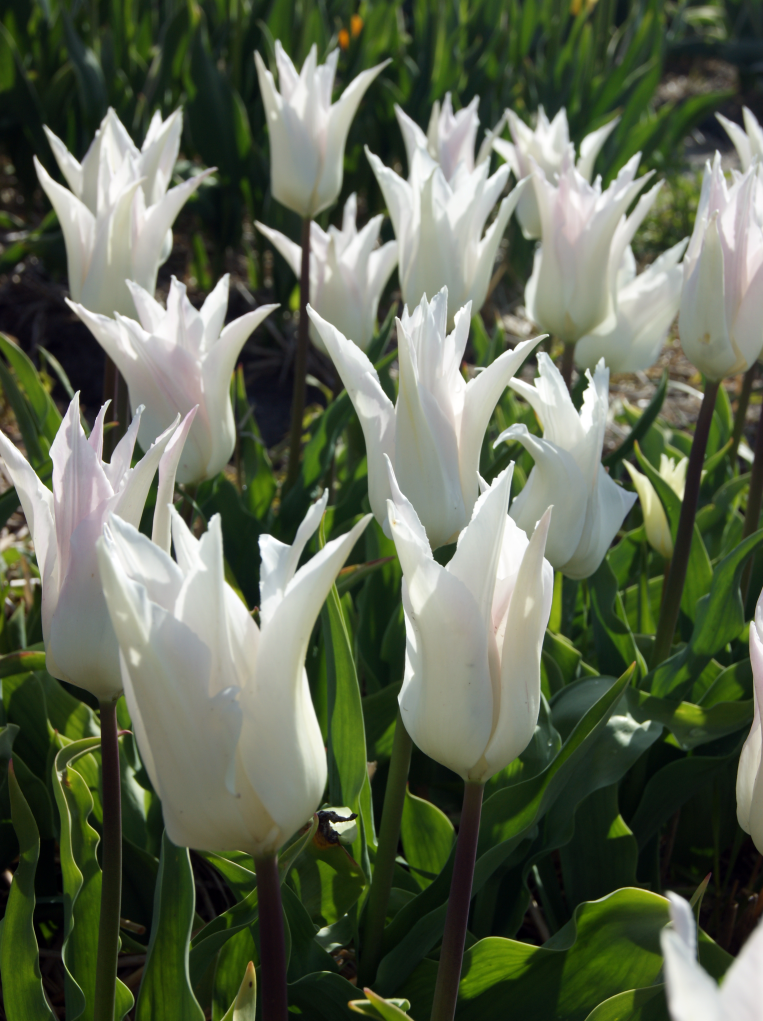Tulip, ‘Dyrham Park’ 