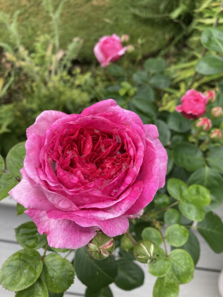 The Dianne Oxberry Trust - Florida Sunset Rose