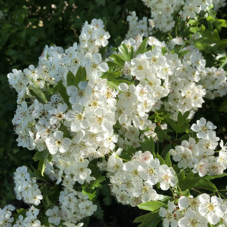 Hawthorne (Crataegus Monogyna)