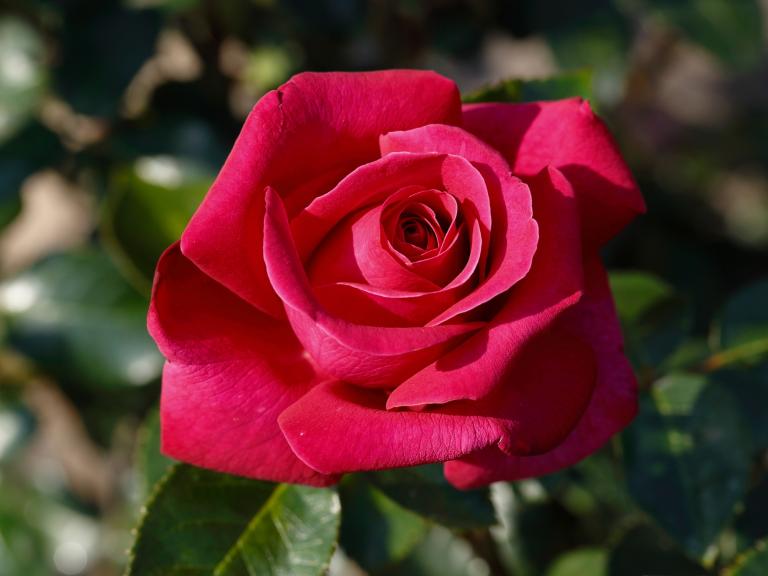 Love Remembered