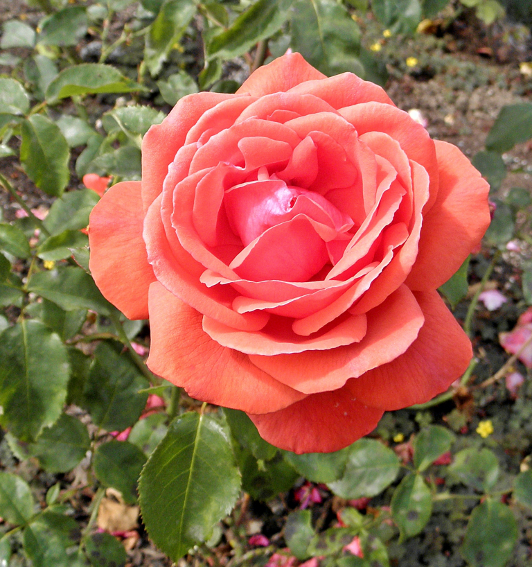 Rosa Fragrant Cloud