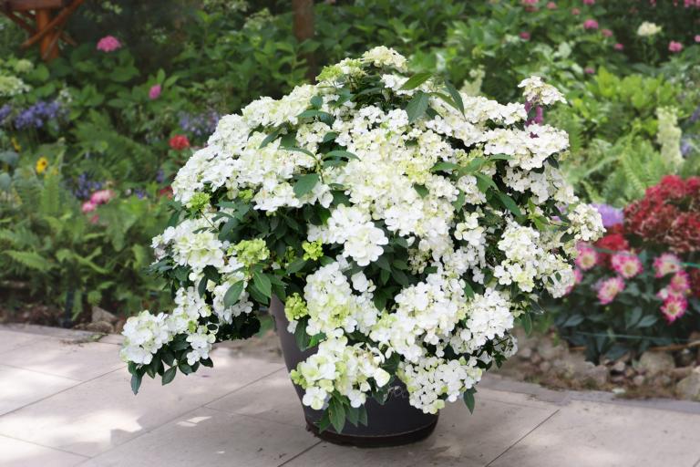 Hydrangea Fairytrail® White 