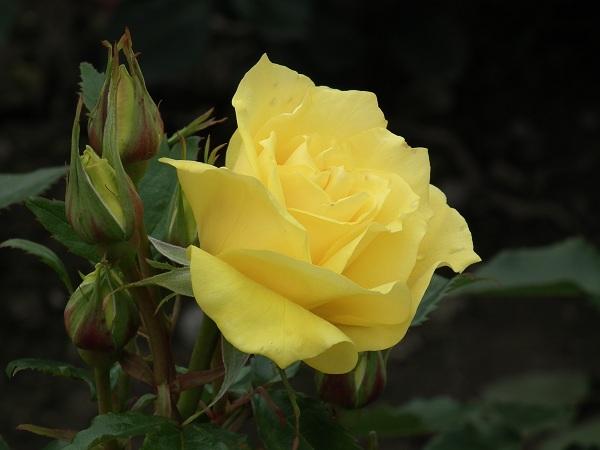 Rosa 'Korresia' (F)