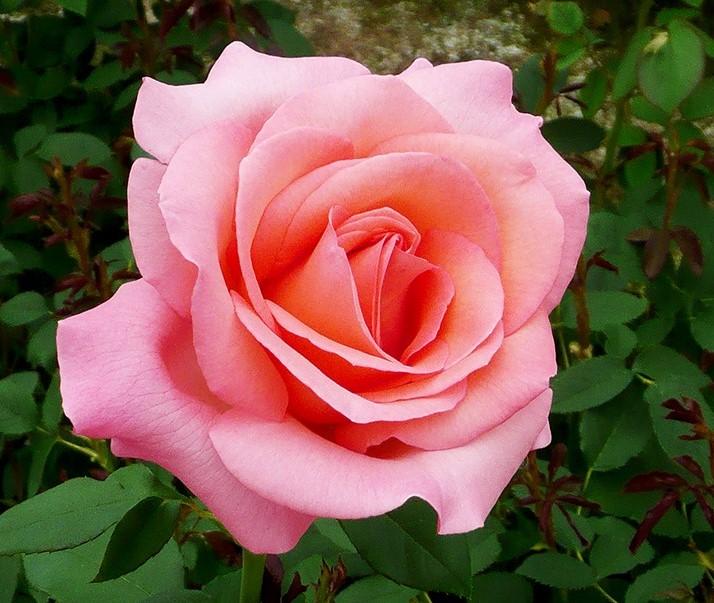 Rosa ‘Lovely Lady’