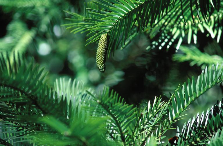 Wollemi Pine