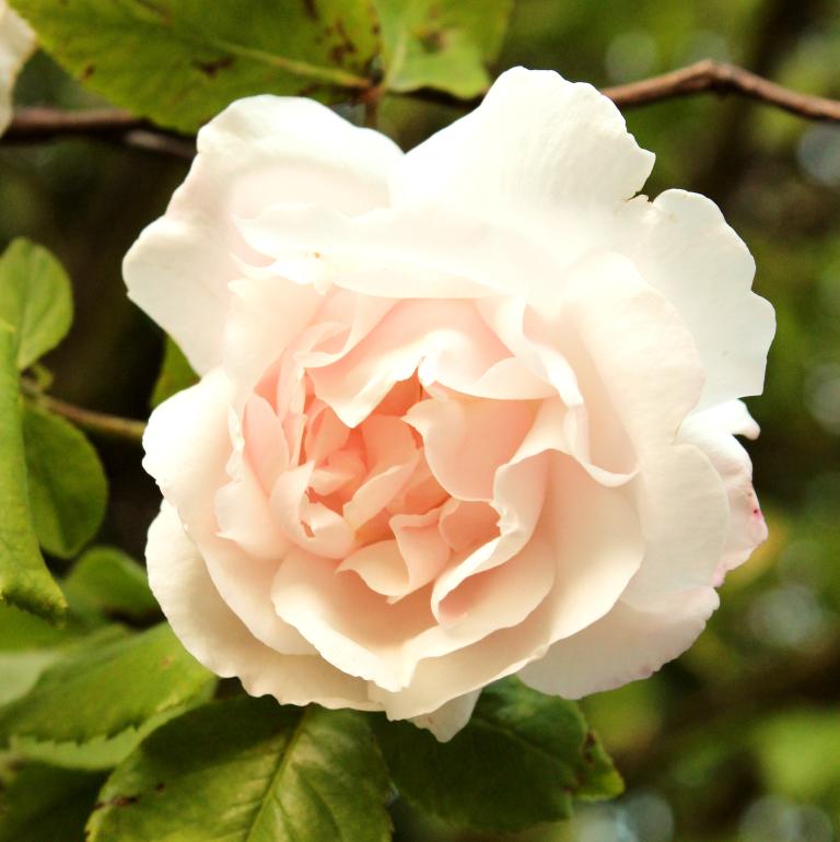 Rosa ‘Madame Alfred Carrière’