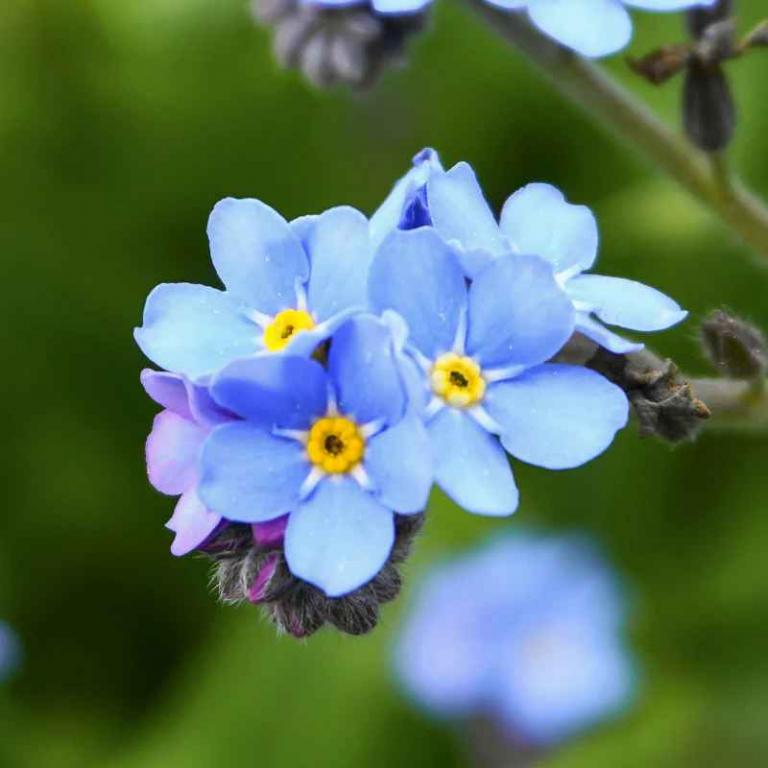 FORGET-ME-NOT Light Blue