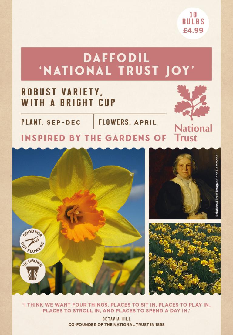 Daffodil, 'National Trust Joy’