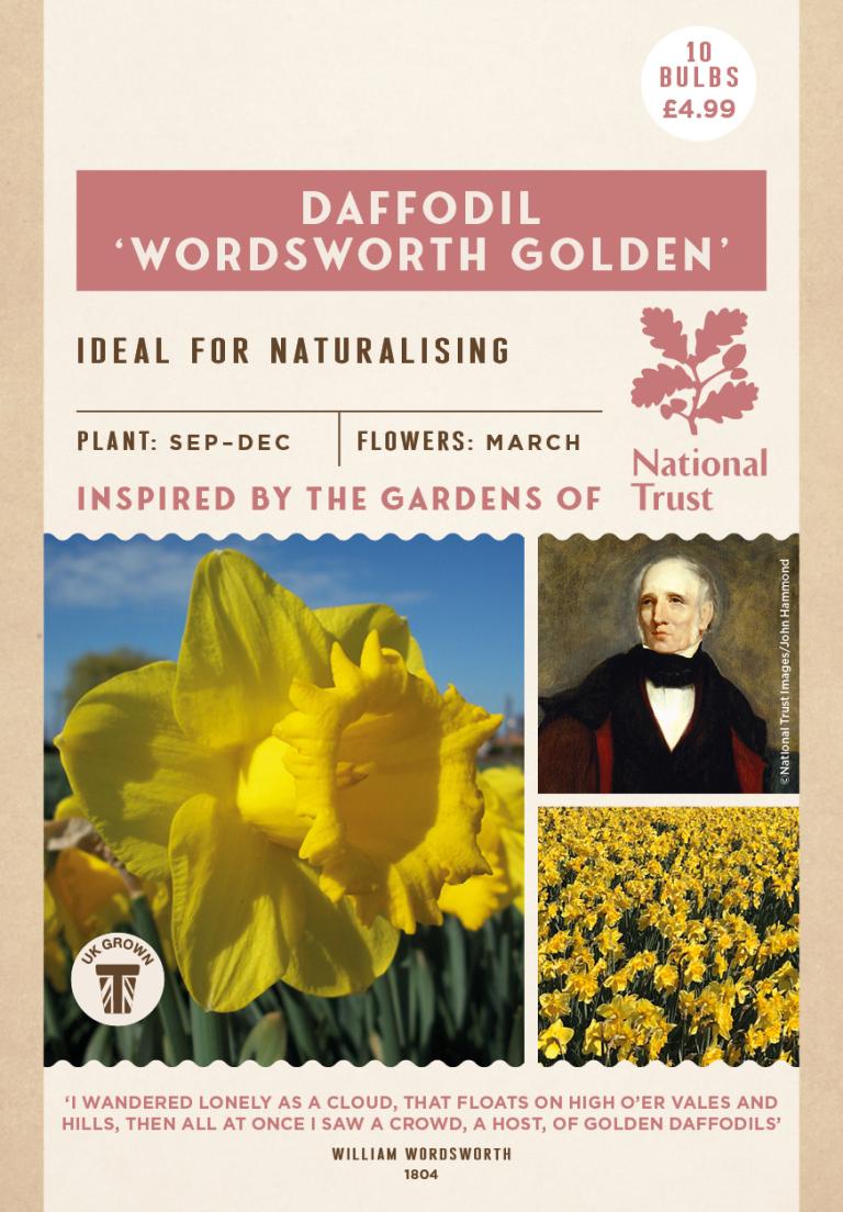 Daffodil, ‘Wordsworth Golden’ 