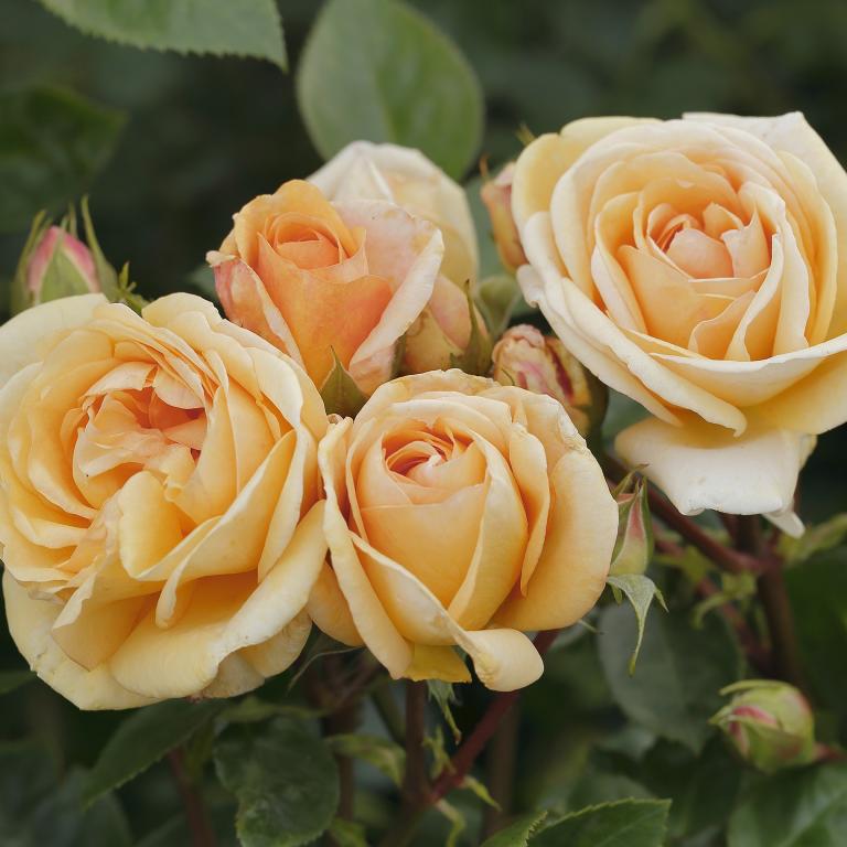 NEW and EXCLUSIVE -  Rosa ‘National Trust Beauty’
