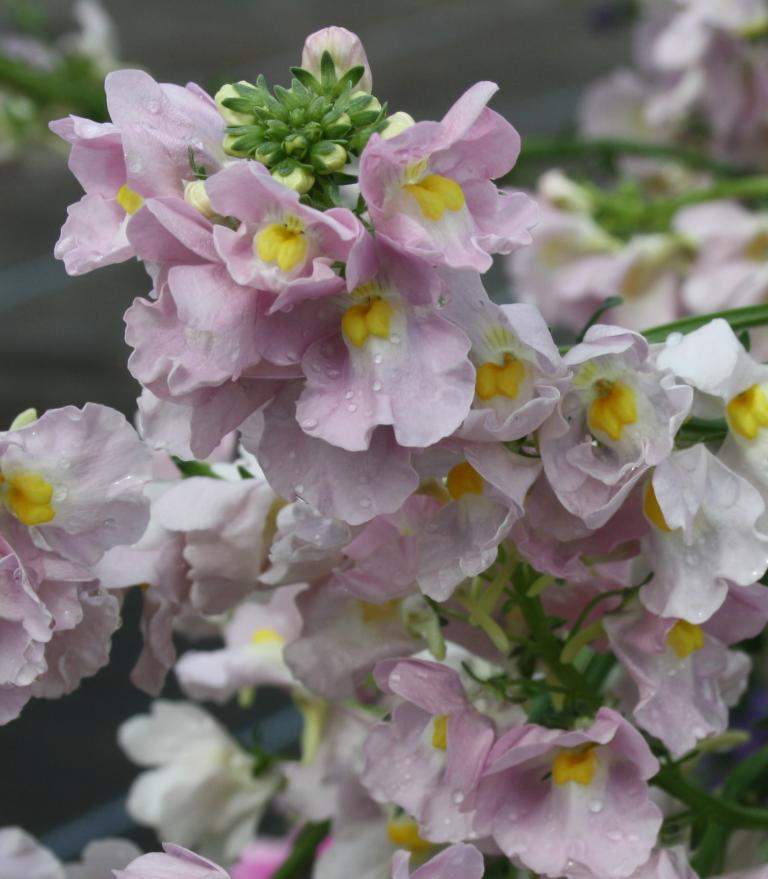 Nemesia Peaches and Cream