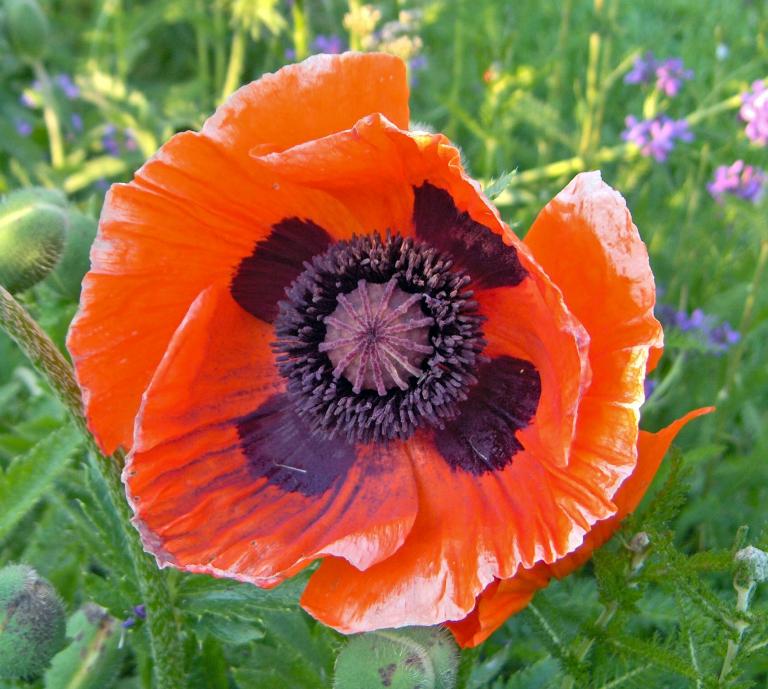 POPPY orientale 