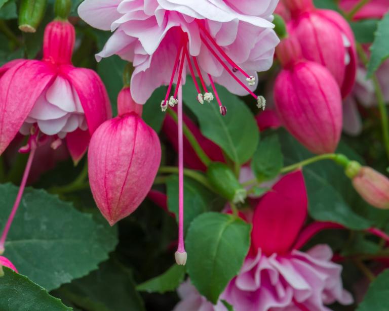 Fuchsia Patio Dancers Series
