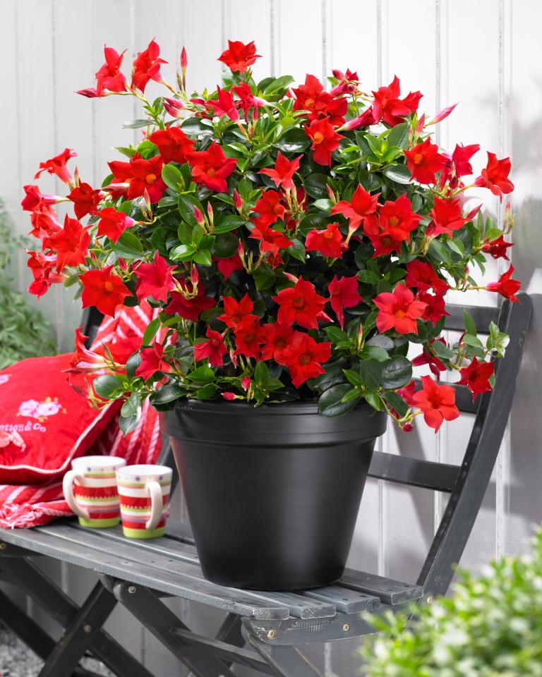 Mandavilla Sundaville Verona Red