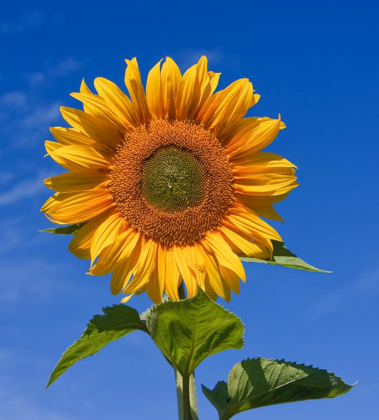 SUNFLOWER Giant Single 