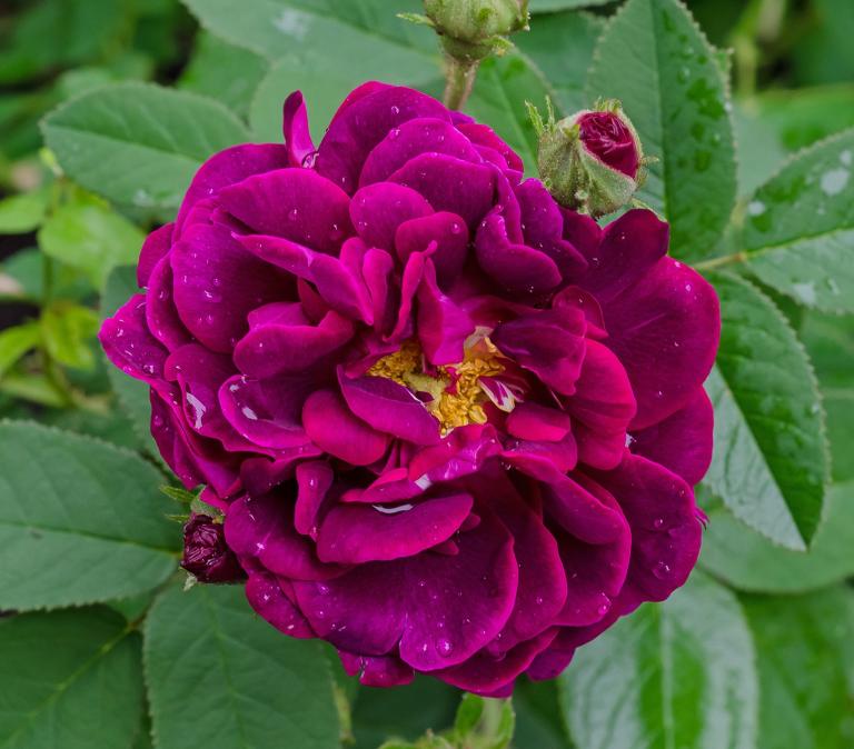 Rosa ‘Tuscan Superb’