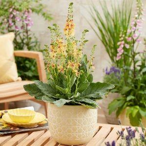 Verbascum Peach Champagne
