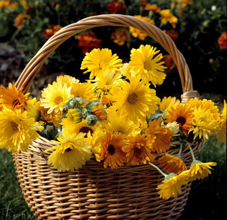 Yellow Flowers