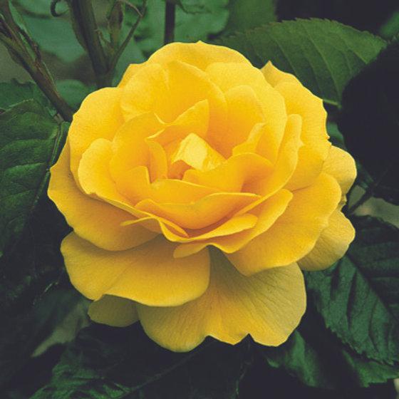 Rosa ‘Korresia’