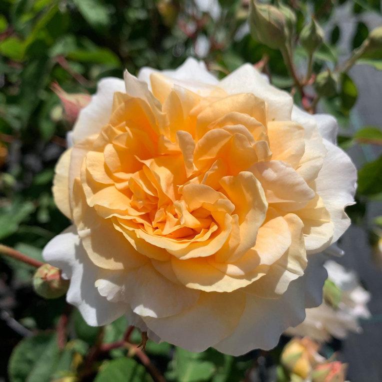 Rosa ‘Buff Beauty’