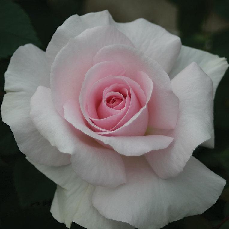 Rosa ‘A Whiter Shade of Pale’