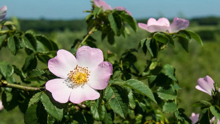 Dog Rose (Rosa canina)