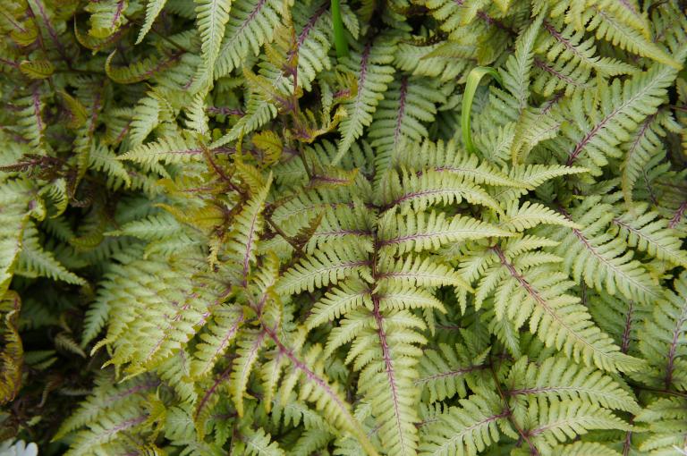 Athyrium 'Lady in Red'