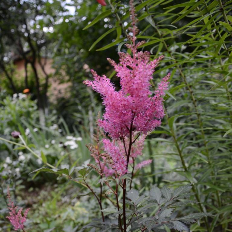 Astilbe ‘Dark Side of the Moon’ - False Goat's Beard
