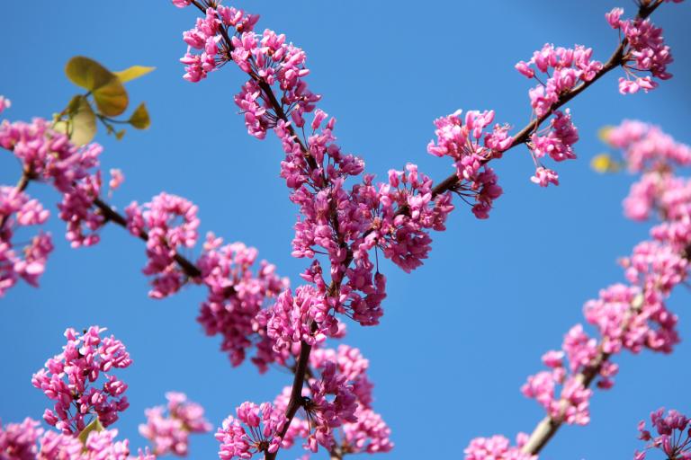 Cercis chinensis 'Avondale' - Chinese red bud