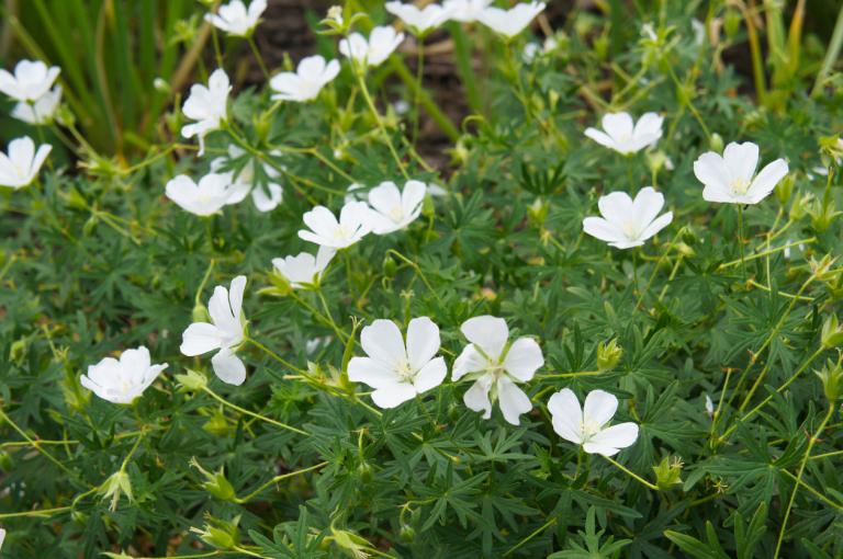 Geranium sanguineum 'Album' - Bloody Cranesbill