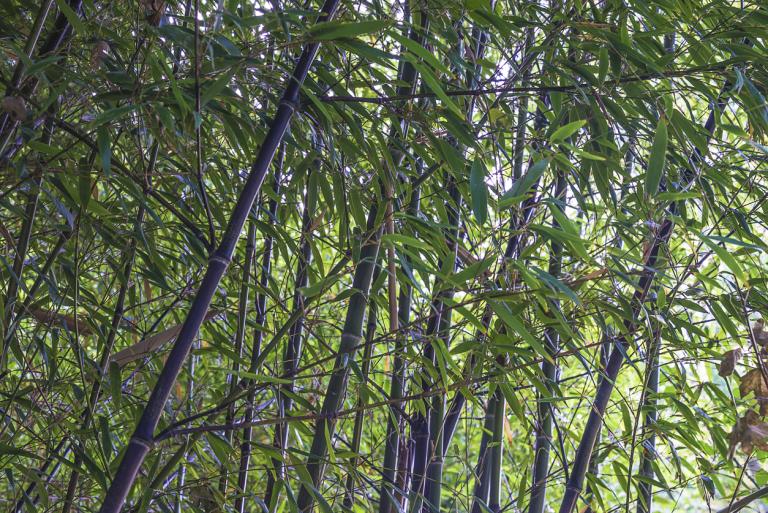 Phyllostachys Nigra- Black Bamboo
