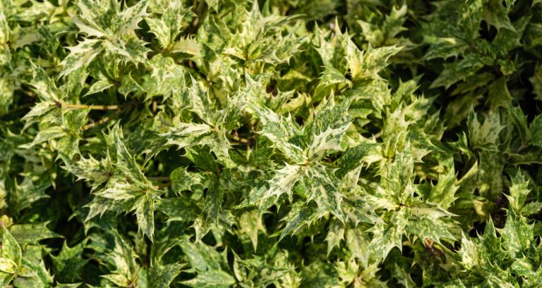 Osmanthus Heterophyllus 'Goshiki' Tricolor – Holly Olive