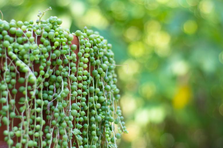 String of Pearls