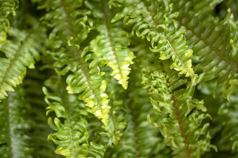 Boston Fern