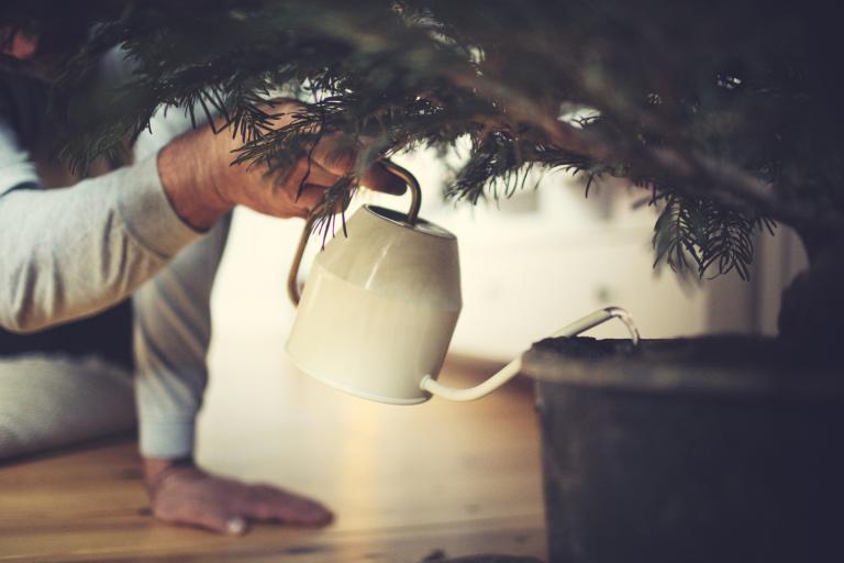 Make your Christmas Tree last longer 