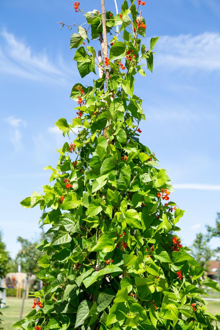 What vegetables to harvest in July;