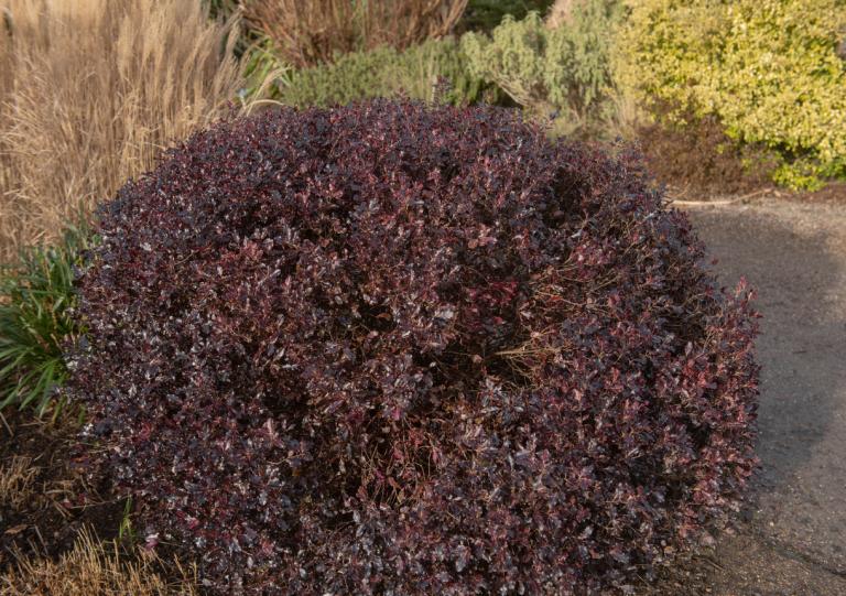 Pittosporum 'Tom Thumb'