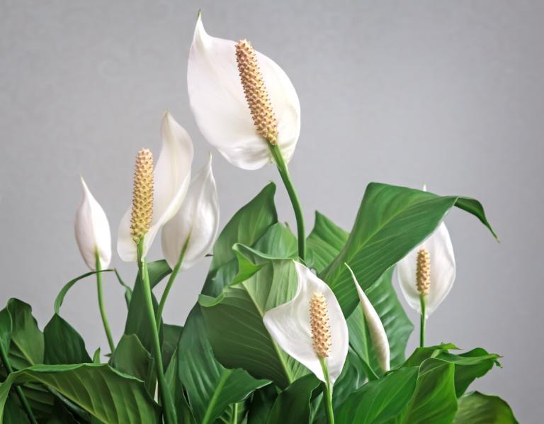 Spathiphyllum - Peace lily