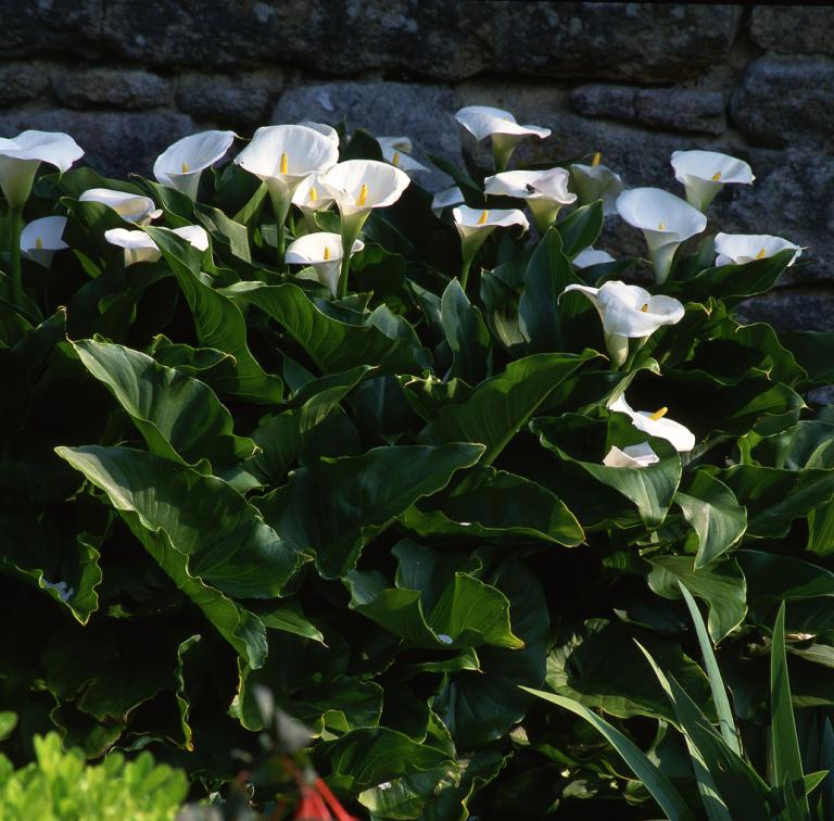 Zantedeschia aethiopica 'Crowborough' - Arum Lily