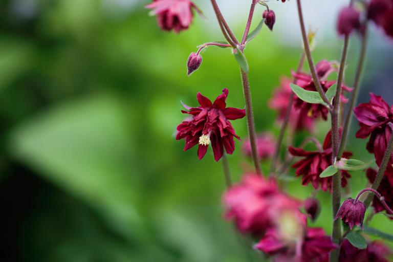 Aquilegia 'Bordeaux Barlow'