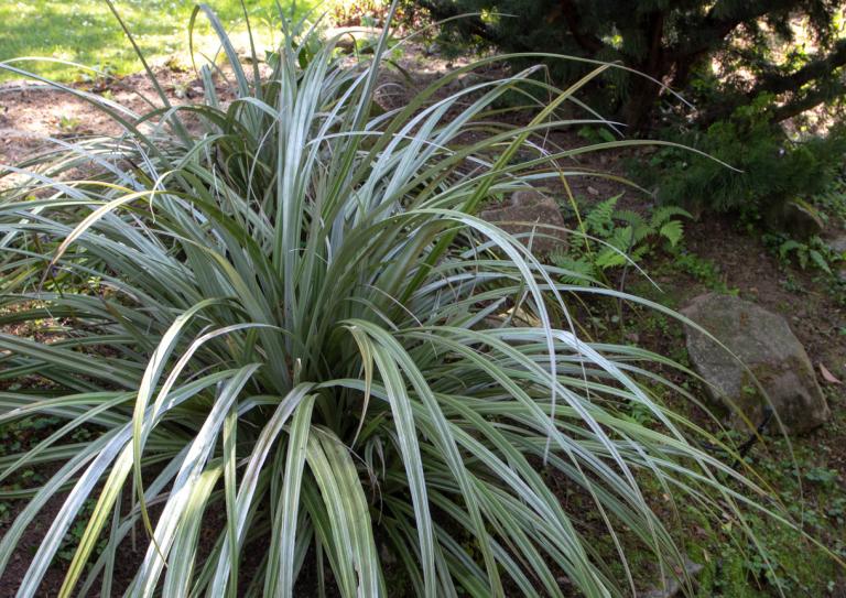 Astelia 'Silver Spear' - Maori Flax