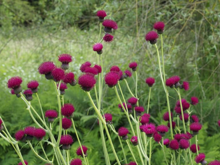 Cirsium Rivulare ‘Atropurpureum’ – Brook Thistle