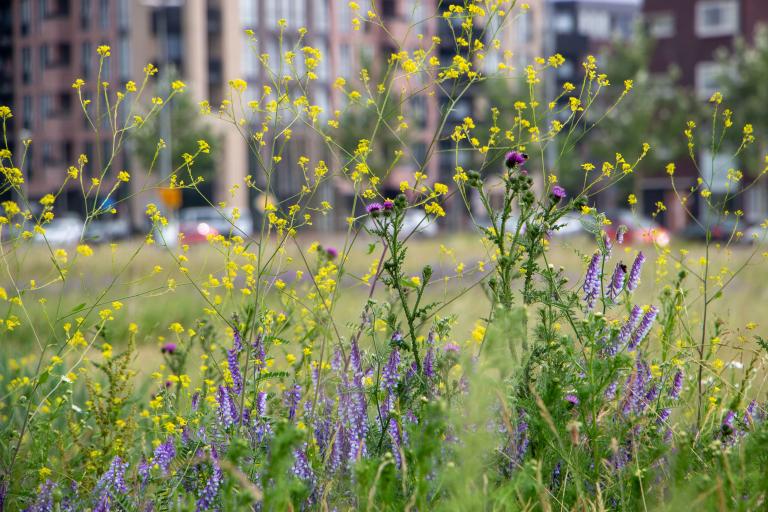 Connecting urban communities to nature