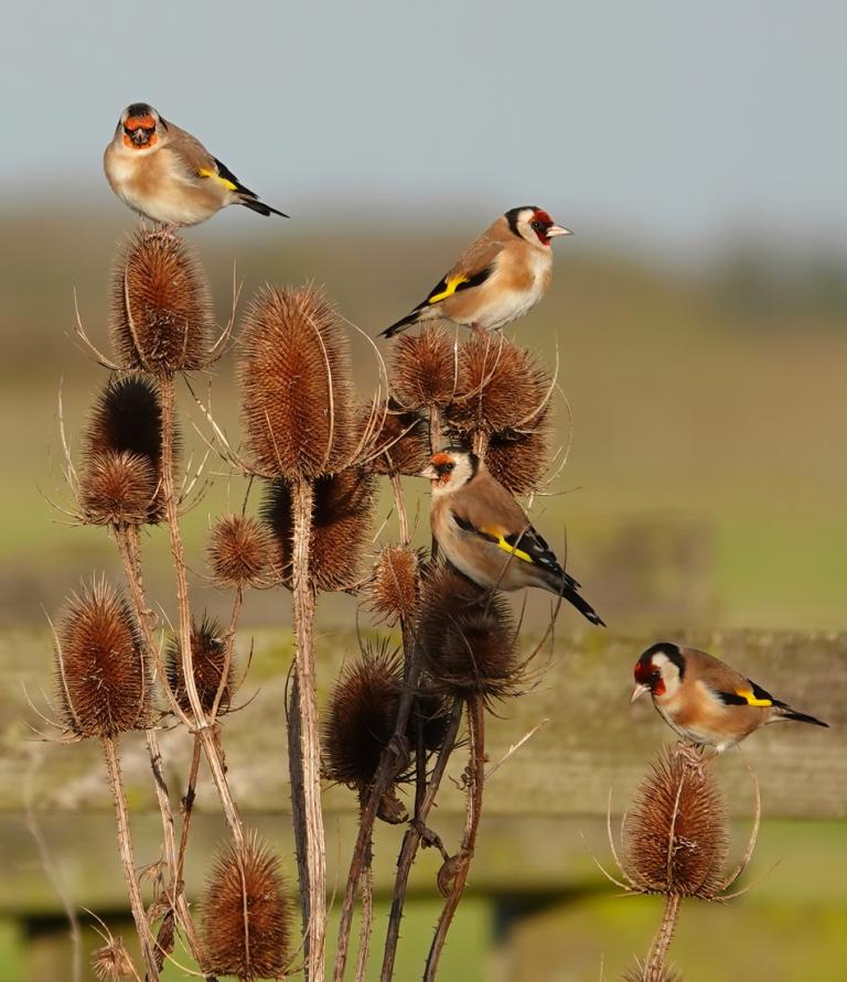 Caring for Wildlife