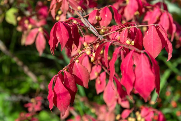 Euonymus Alatus – Winged Spindle Tree or Fire Bush