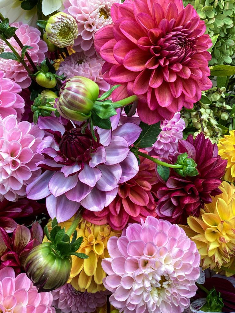 The National Trust Dahlia Collection 