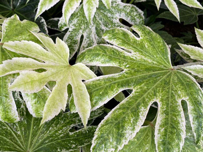 Fatsia Japonica ‘Spiders Webb’