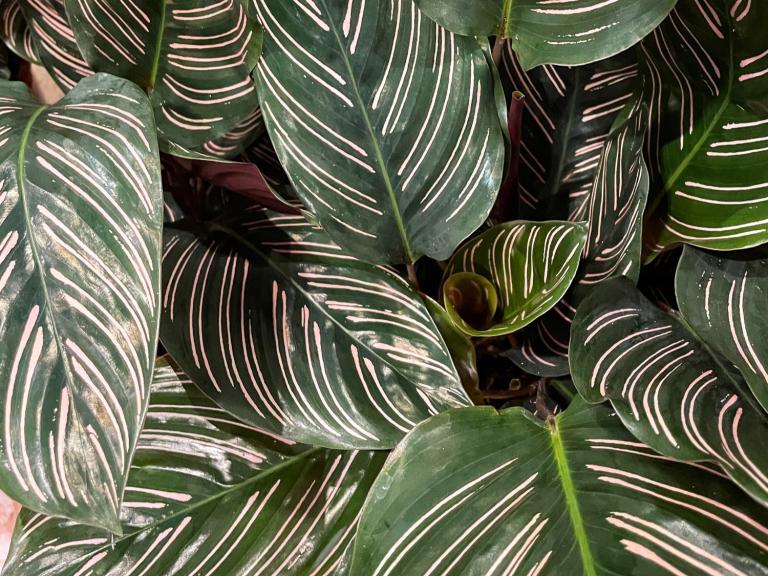 Calathea